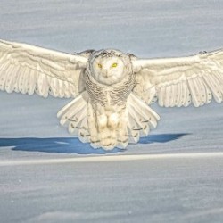 snowy landing